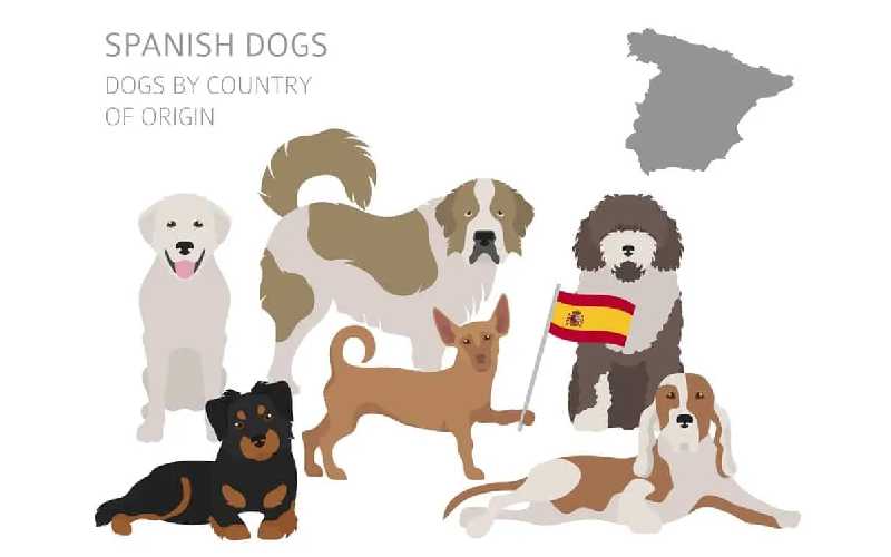Spanish Dog Breeds