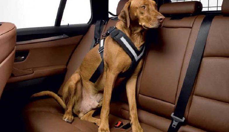 Best Dog Car Harness