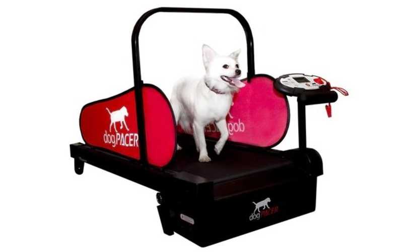 Dog Treadmill