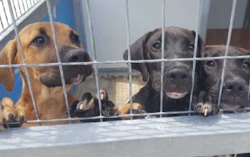 Spanish Dog Rescue Centres